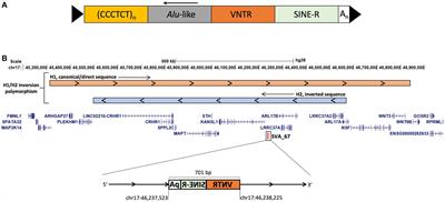 CRISPR deletion of a SINE-VNTR-Alu (SVA_67) retrotransposon demonstrates its ability to differentially modulate gene expression at the MAPT locus